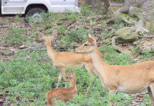 Corso Conarmi su recupero e cattura della fauna selvatica Corso Conarmi su recupero e cattura della fauna selvatica: tre caprioli e ambulanza per animali