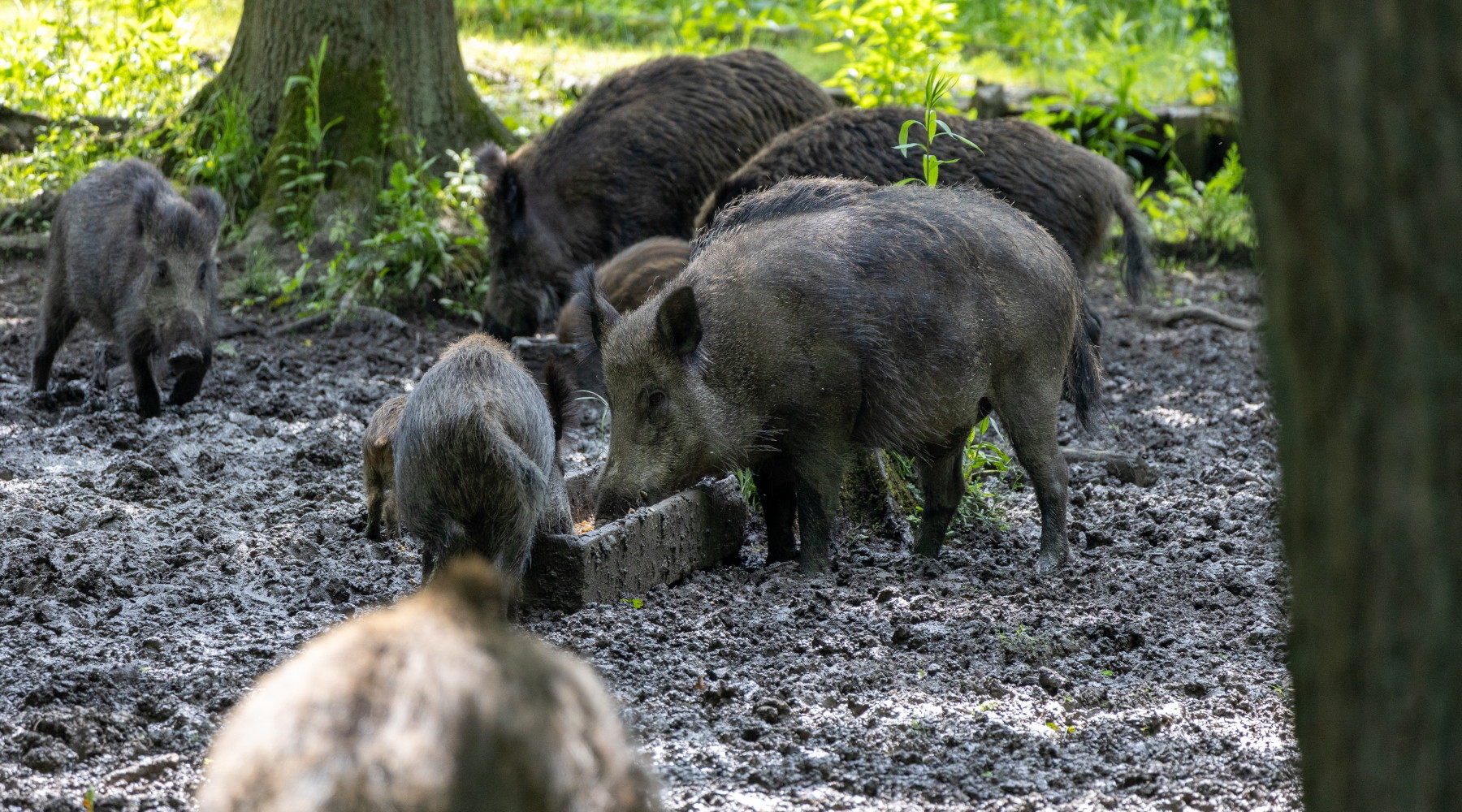 Fontana firma nuova ordinanza sul contrasto alla peste suina africana in Lombardia Fontana firma nuova ordinanza sul contrasto alla peste suina africana in Lombardia