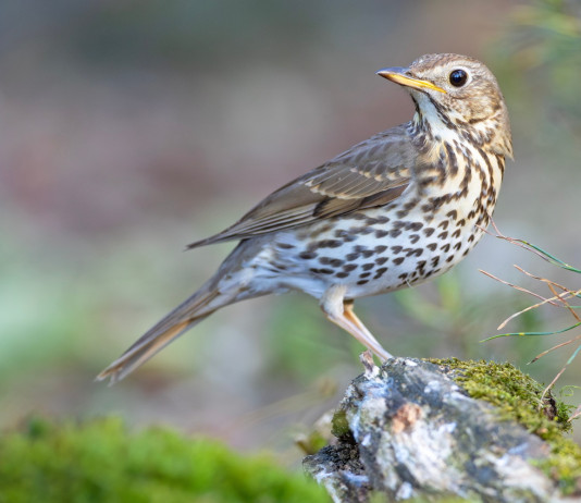 Improcedibile il ricorso sul calendario venatorio della Campania Improcedibile il ricorso sul calendario venatorio della Campania: tordo bottaccio (turdus philomelos, song thrush)