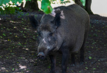 Interrogazione Pd sul piano straordinario per la gestione della fauna selvatica Interrogazione Pd sul piano straordinario per la gestione della fauna selvatica: cinghiale nel bosco