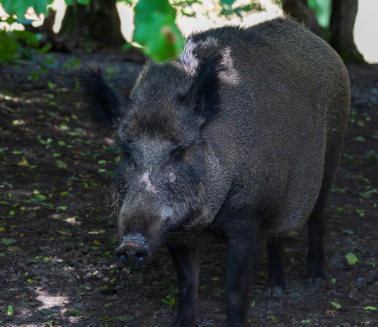 Interrogazione Pd sul piano straordinario per la gestione della fauna selvatica Interrogazione Pd sul piano straordinario per la gestione della fauna selvatica: cinghiale nel bosco