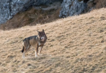 La conservazione della fauna tra scienza e società La conservazione della fauna tra scienza e società: lupo