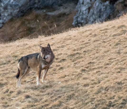 La conservazione della fauna tra scienza e società La conservazione della fauna tra scienza e società: lupo