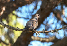 Le richieste della Federcaccia sul calendario venatorio della Toscana Le richieste della Federcaccia sul calendario venatorio della Toscana: tortora su pino