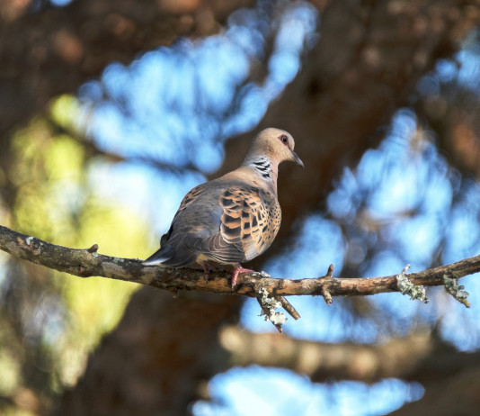 Le richieste della Federcaccia sul calendario venatorio della Toscana Le richieste della Federcaccia sul calendario venatorio della Toscana: tortora su pino