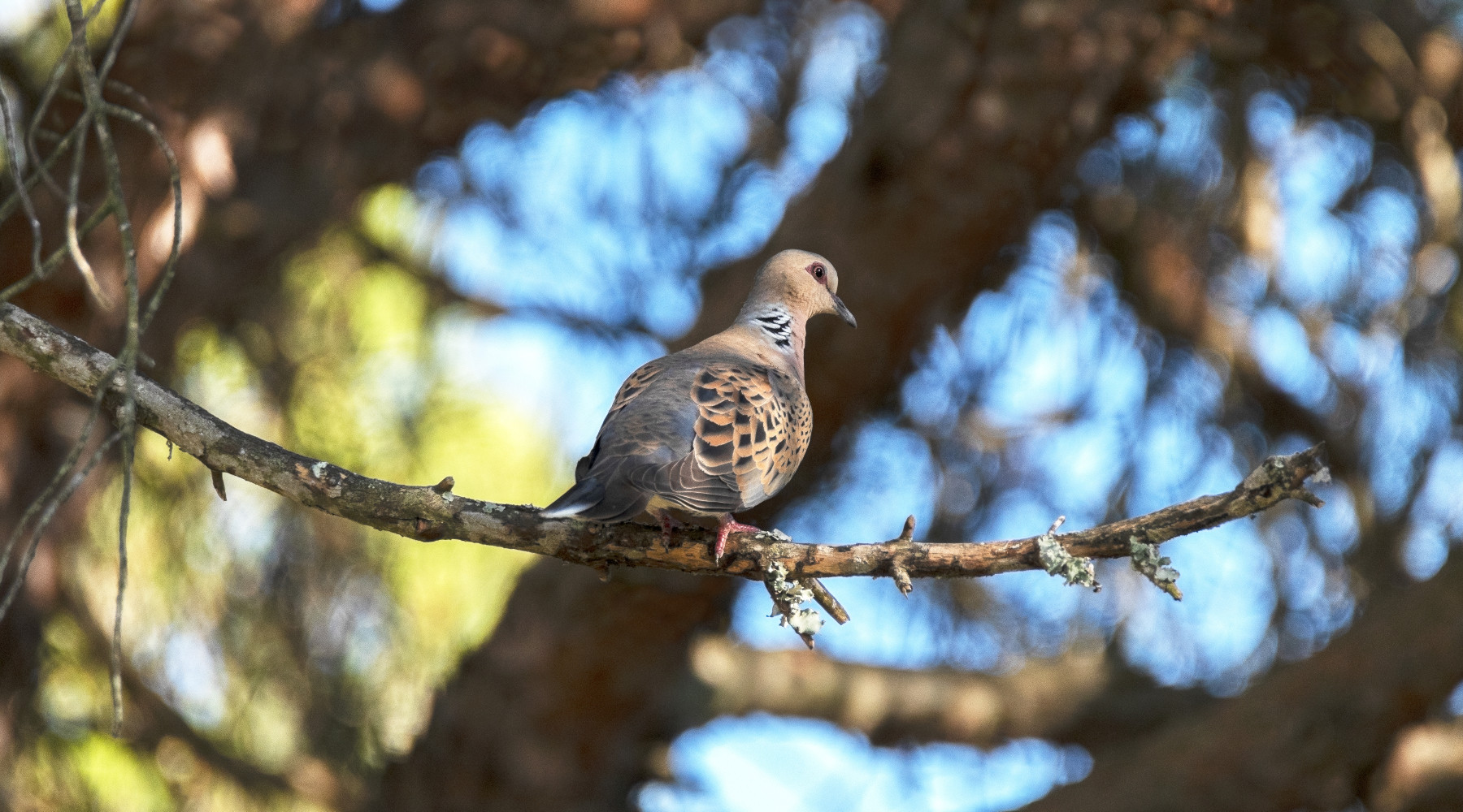 Le richieste della Federcaccia sul calendario venatorio della Toscana Le richieste della Federcaccia sul calendario venatorio della Toscana: tortora su pino