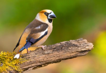 Piccole quantità per caccia in deroga, ministero convoca vertici Ispra Piccole quantità per caccia in deroga, ministero convoca vertici Ispra: frosone (hawfinch,(Coccothraustes coccothraustes)