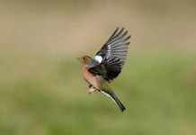 Piccole quantità per la caccia in deroga, Bruzzone chiede commissariamento Ispra Piccole quantità per la caccia in deroga, Bruzzone chiede commissariamento Ispra: fringuello (fringilla coelebs, common chaffinch) in volo