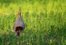 Pubblicato il calendario venatorio del Lazio 2024/2025