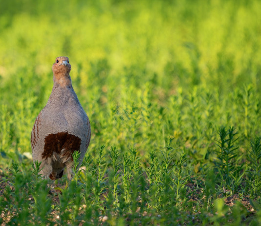 Pubblicato il calendario venatorio del Lazio 2024/2025