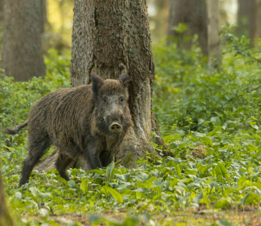 Quanti cinghiali abbattuti in Emilia Romagna nell’ultimo quadrimestre? Quanti cinghiali abbattuti in Emilia Romagna nell’ultimo quadrimestre? cinghiale nella foresta