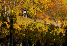 Riprende la discussione del ddl che modifica la legge sulla caccia Riprende la discussione del ddl che modifica la legge sulla caccia: altana da caccia sullo sfondo