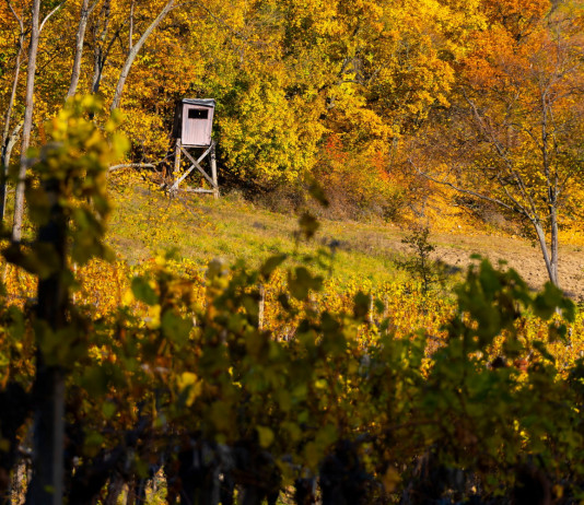 Riprende la discussione del ddl che modifica la legge sulla caccia Riprende la discussione del ddl che modifica la legge sulla caccia: altana da caccia sullo sfondo