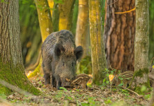 Si allunga la stagione di caccia al cinghiale in Umbria S’allunga la stagione di caccia al cinghiale in Umbria