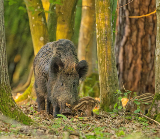 Si allunga la stagione di caccia al cinghiale in Umbria S’allunga la stagione di caccia al cinghiale in Umbria
