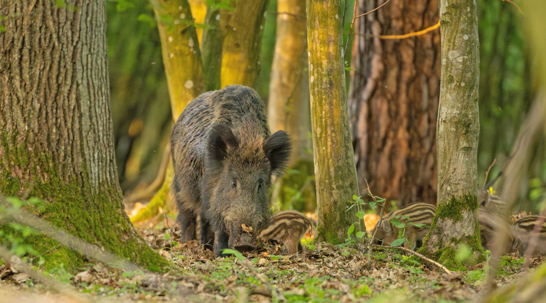 S’allunga la stagione di caccia al cinghiale in Umbria S’allunga la stagione di caccia al cinghiale in Umbria