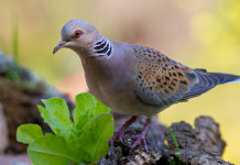 Sulla caccia alla tortora l’Arcicaccia incalza il governo Sulla caccia alla tortora l’Arcicaccia incalza il governo