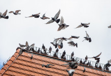 Tar respinge ricorso su piano di controllo del colombo Tar respinge ricorso su piano di controllo del colombo: piccioni su tetto