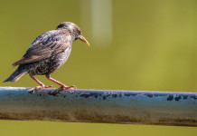 Toscana autorizza caccia in deroga a storno, piccione e tortora dal collare Toscana autorizza caccia in deroga a storno, piccione e tortora dal collare