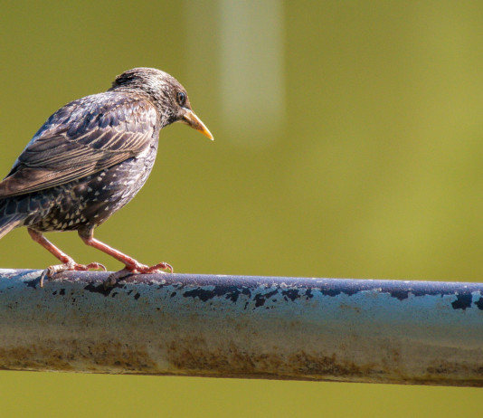 Toscana autorizza caccia in deroga a storno, piccione e tortora dal collare Toscana autorizza caccia in deroga a storno, piccione e tortora dal collare
