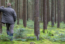 Veneziano si dimette dal comitato scientifico della Fondazione Una Veneziano si dimette dal comitato scientifico della Fondazione Una: cacciatore di spalle nella foresta