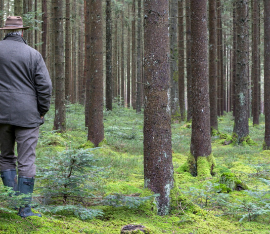 Veneziano si dimette dal comitato scientifico della Fondazione Una Veneziano si dimette dal comitato scientifico della Fondazione Una: cacciatore di spalle nella foresta