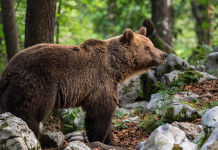 Abbattuta l’orsa Kj1 Abbattuta l’orsa Kj1