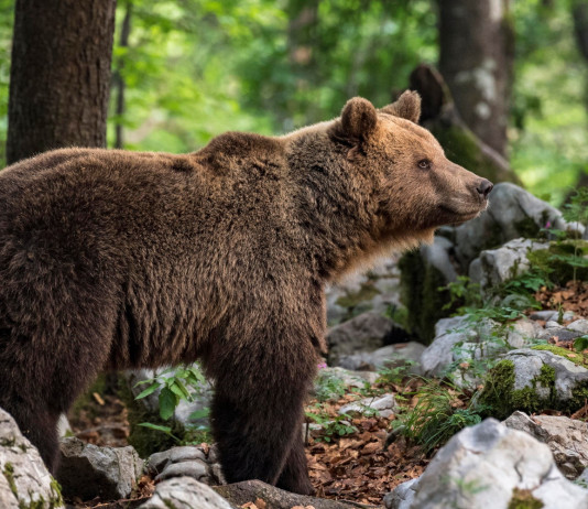 Abbattuta l’orsa Kj1 Abbattuta l’orsa Kj1