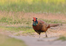 Approvata integrazione al calendario venatorio della Lombardia