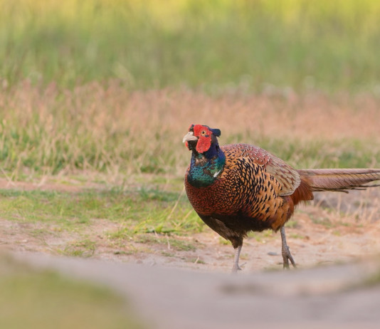 Approvata integrazione al calendario venatorio della Lombardia