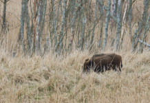 Approvato emendamento sui poteri del commissario straordinario alla peste suina africana Approvato emendamento sui poteri del commissario straordinario alla peste suina africana: cinghiale