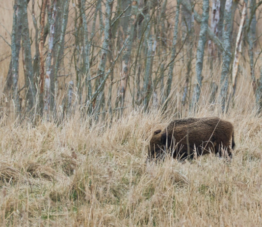 Approvato emendamento sui poteri del commissario straordinario alla peste suina africana Approvato emendamento sui poteri del commissario straordinario alla peste suina africana: cinghiale