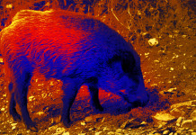 Approvato emendamento sui visori notturni per la caccia di selezione al cinghiale Approvato emendamento sui visori notturni per la caccia di selezione al cinghiale