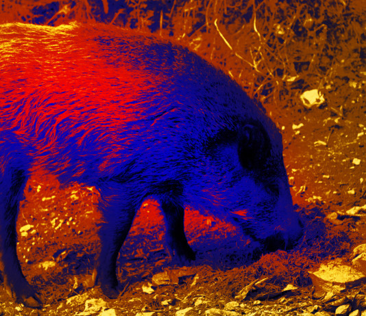 Approvato emendamento sui visori notturni per la caccia di selezione al cinghiale Approvato emendamento sui visori notturni per la caccia di selezione al cinghiale