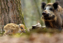 Approvato il calendario venatorio della Toscana 2024/2025 Approvato il calendario venatorio della Toscana 2024/2025: cinghiale femmina con piccoli nel bosco
