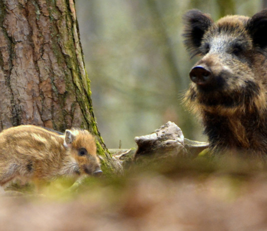Approvato il calendario venatorio della Toscana 2024/2025 Approvato il calendario venatorio della Toscana 2024/2025: cinghiale femmina con piccoli nel bosco