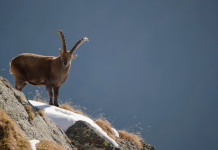 Approvato ordine del giorno su inserimento dello stambecco tra le specie cacciabili Approvato ordine del giorno su inserimento dello stambecco tra le specie cacciabili