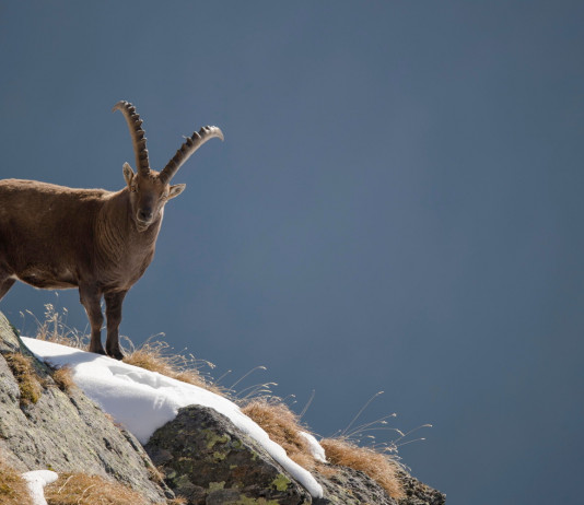 Approvato ordine del giorno su inserimento dello stambecco tra le specie cacciabili Approvato ordine del giorno su inserimento dello stambecco tra le specie cacciabili