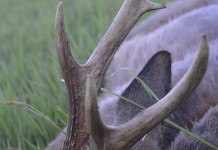 Caccia Magazine agosto 2024 in edicola Caccia Magazine agosto 2024