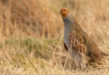 Caccia alla starna, Agrivenatoria Biodiversitalia scrive all’Ispra Caccia alla starna, Agrivenatoria Biodiversitalia scrive all’Ispra: starna