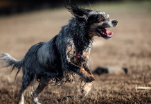 Cani e monitoraggi faunistici: un tema sentito Cani e monitoraggi faunistici: un tema sentito - setter inglese in corsa