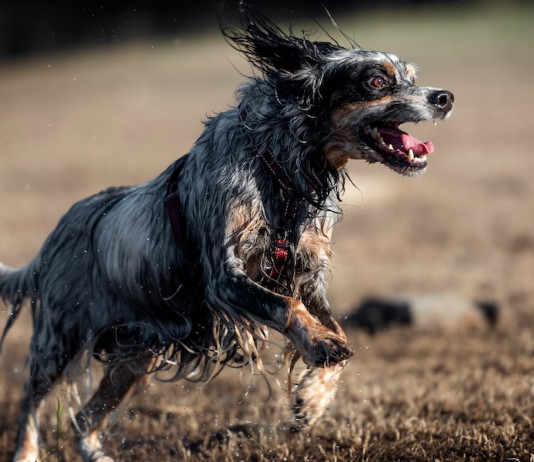 Cani e monitoraggi faunistici: un tema sentito Cani e monitoraggi faunistici: un tema sentito - setter inglese in corsa