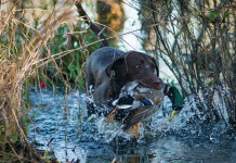 Castellani (Anuu) scrive a Lollobrigida chiedendo intervento immediato sulla caccia Castellani (Anuu) scrive a Lollobrigida chiedendo intervento immediato sulla caccia: cane con germano reale in bocca