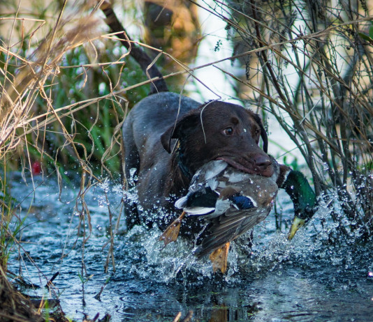 Castellani (Anuu) scrive a Lollobrigida chiedendo intervento immediato sulla caccia Castellani (Anuu) scrive a Lollobrigida chiedendo intervento immediato sulla caccia: cane con germano reale in bocca