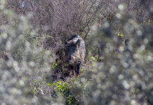 Cinghiale, 20.000 euro dalla giunta per gli Atc toscani Cinghiale, 20.000 euro dalla giunta per gli Atc toscani