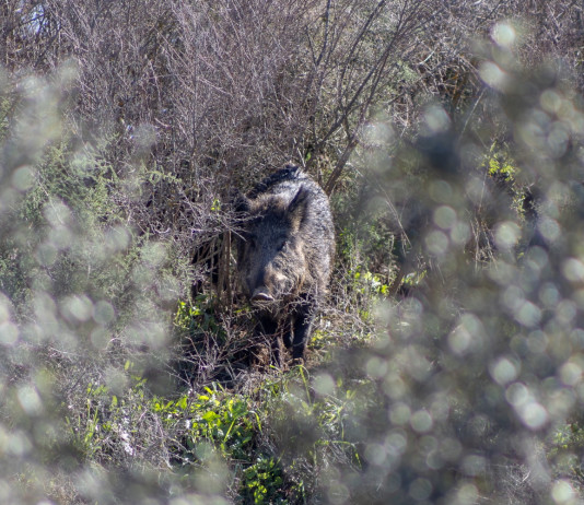 Cinghiale, 20.000 euro dalla giunta per gli Atc toscani Cinghiale, 20.000 euro dalla giunta per gli Atc toscani