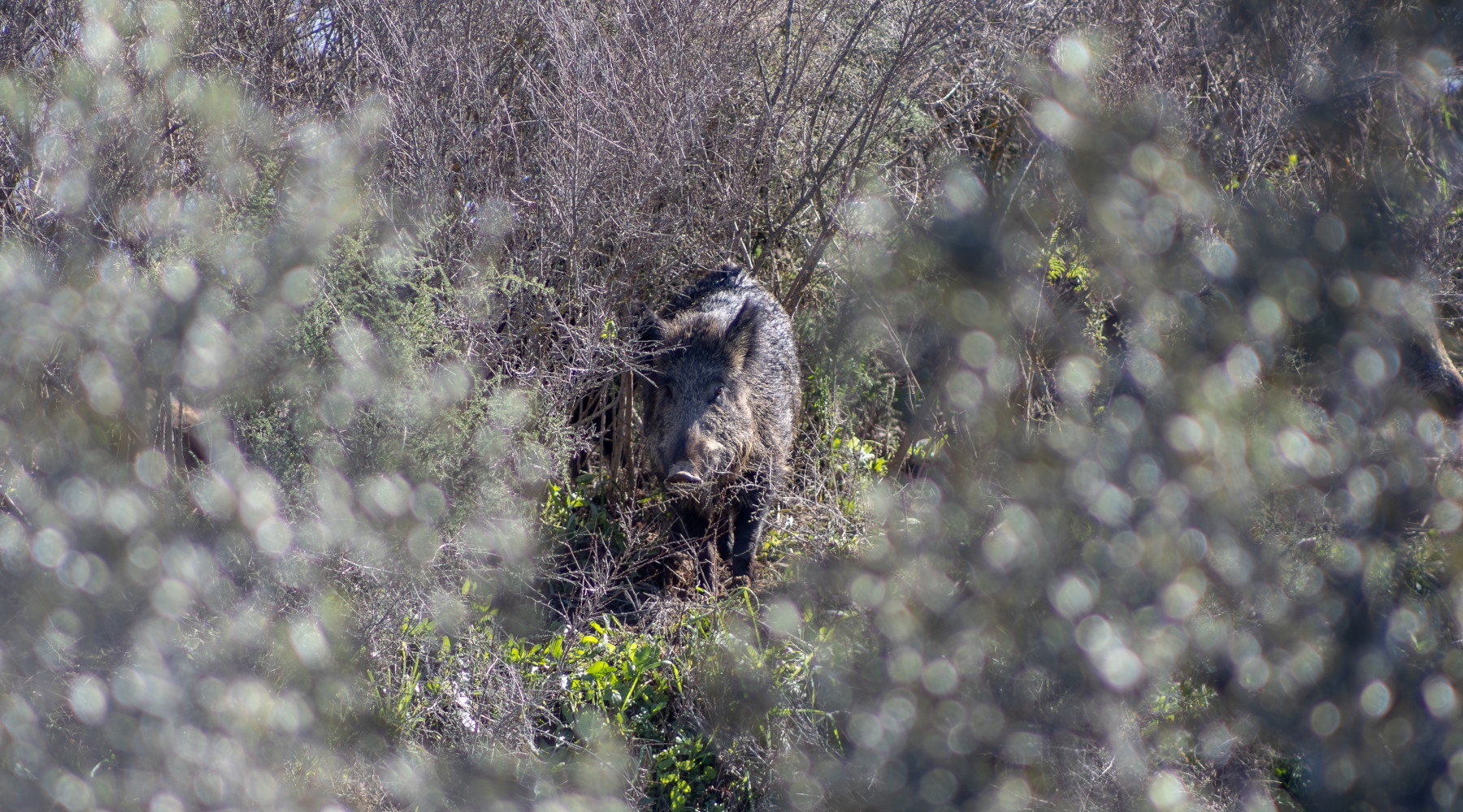 Cinghiale, 20.000 euro dalla giunta per gli Atc toscani Cinghiale, 20.000 euro dalla giunta per gli Atc toscani