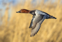 Commissione europea invita a ridurre prelievo di quattro specie di uccelli acquatici Commissione europea invita a ridurre prelievo di quattro specie di uccelli acquatici: Common pochard (Aythya ferina), moriglione in volo
