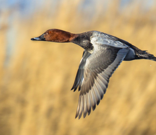 Commissione europea invita a ridurre prelievo di quattro specie di uccelli acquatici Commissione europea invita a ridurre prelievo di quattro specie di uccelli acquatici: Common pochard (Aythya ferina), moriglione in volo