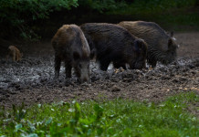 Federcaccia Toscana contro le novità sulla caccia al cinghiale Federcaccia Toscana contro le novità sulla caccia al cinghiale